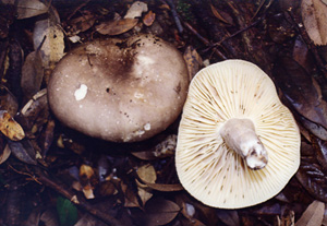 �j�Z�N���n�c