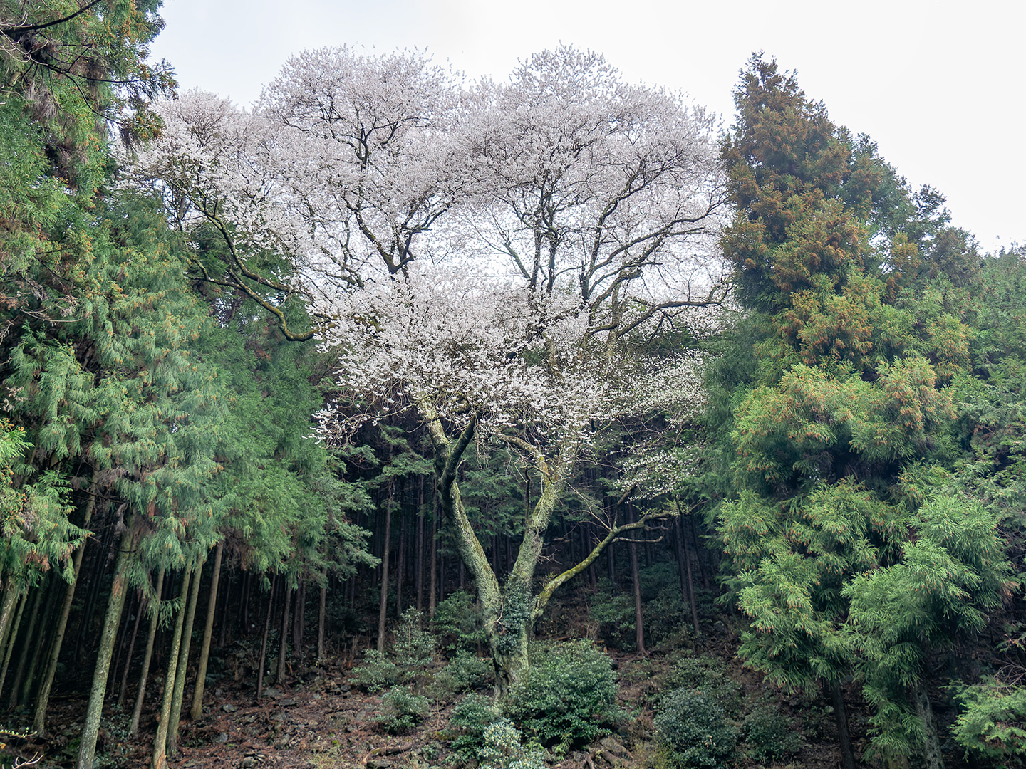 吉祥桜 (2025年3月25日撮影)