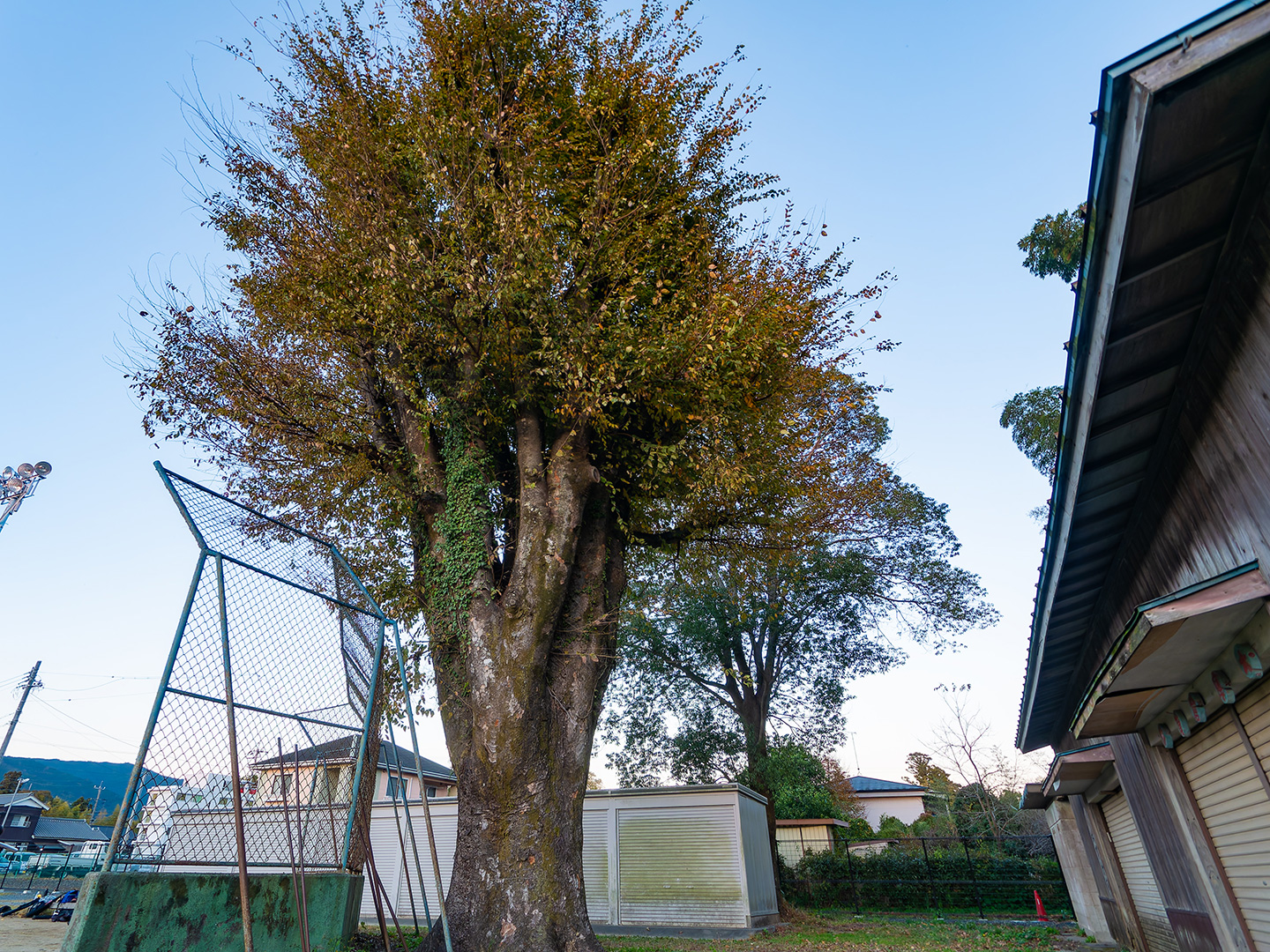 新城小学校のケヤキ (2024年12月2日撮影)