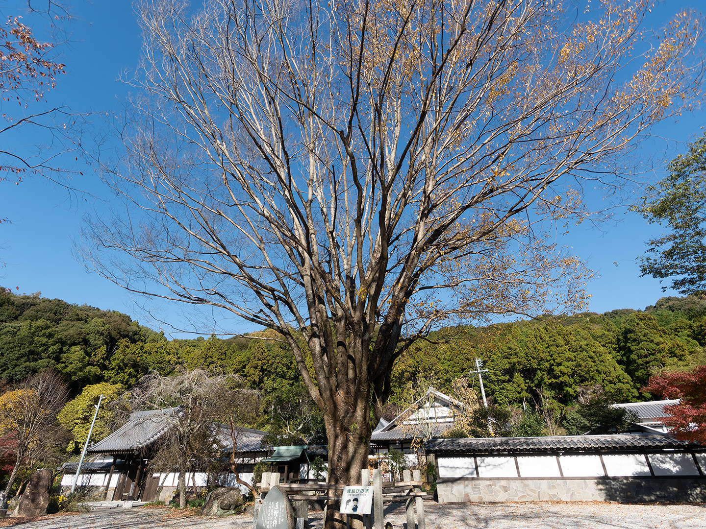 連理のケヤキ (2024年12月2日撮影)