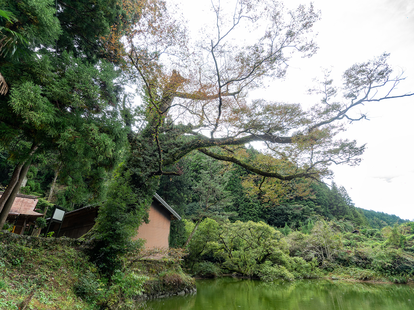 池場のケヤキ (2024年10月28日撮影)