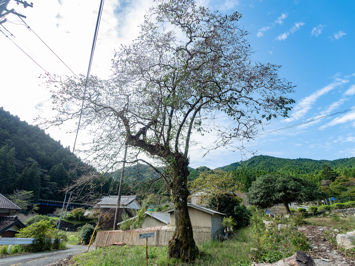 戸津呂のリュウキュウマメガキ (2024年10月22日撮影)