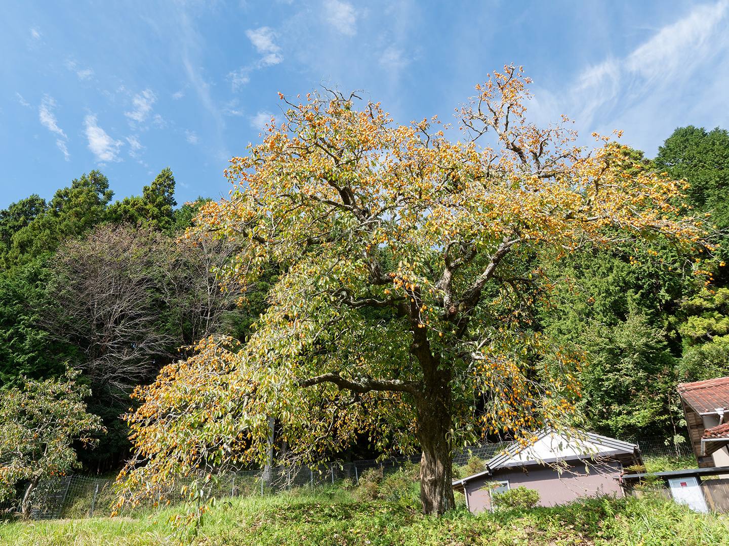 中河内のフデガキ (2024年10月22日撮影)