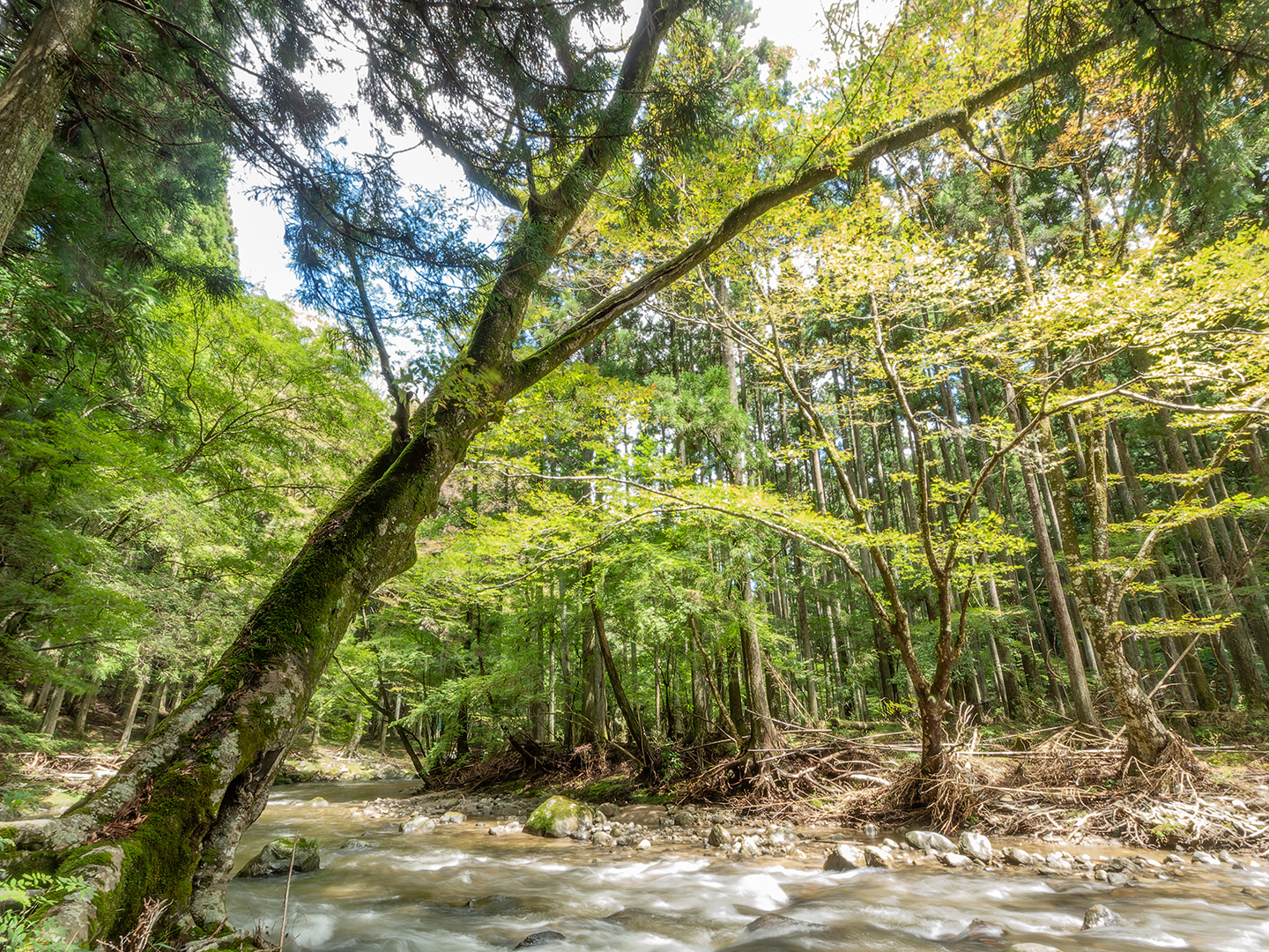 巴川のムクノキ (2024年8月26日撮影)