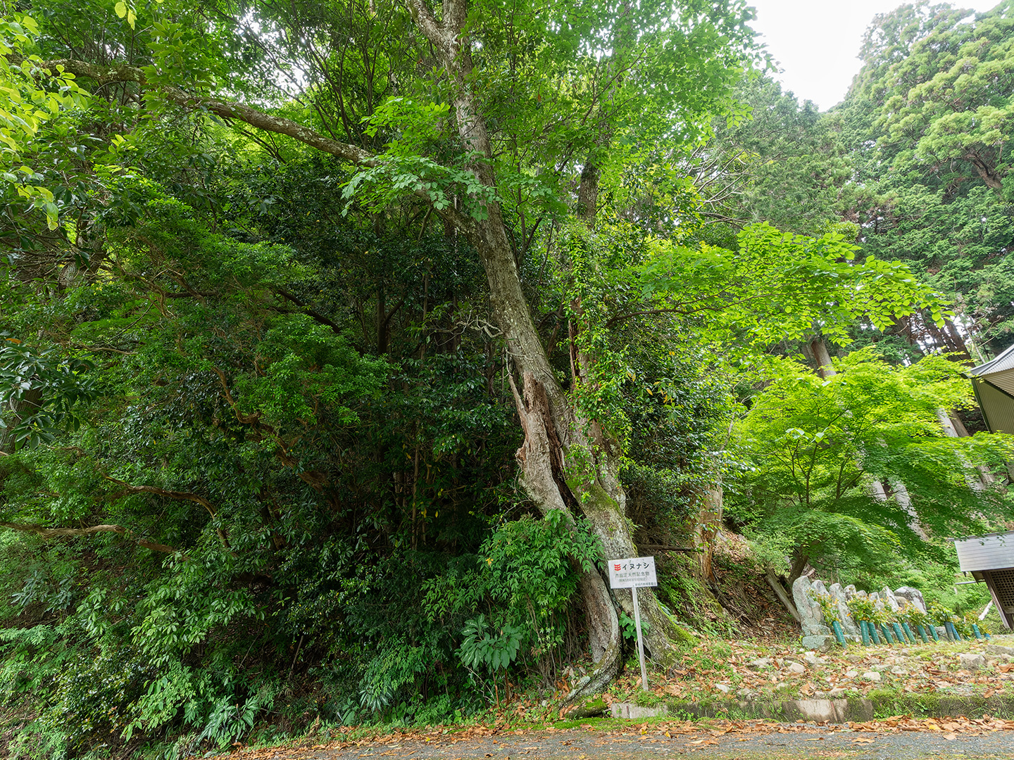 赤羽根のイヌナシ (2024年5月22日撮影)