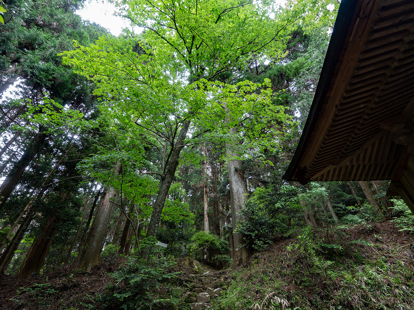 善福寺のボダイジュ (2024年5月22日撮影)