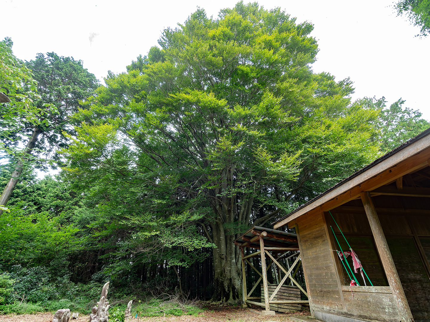 文殊城址のブナ (2024年8月26日撮影)