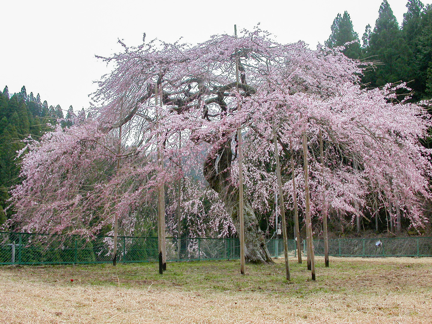 八橋のウバヒガン (2004年4月7日撮影)