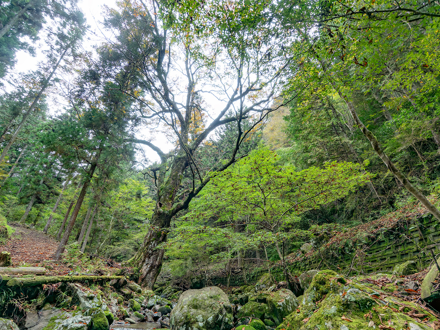 中河内の栃の木 (2024年11月5日撮影)
