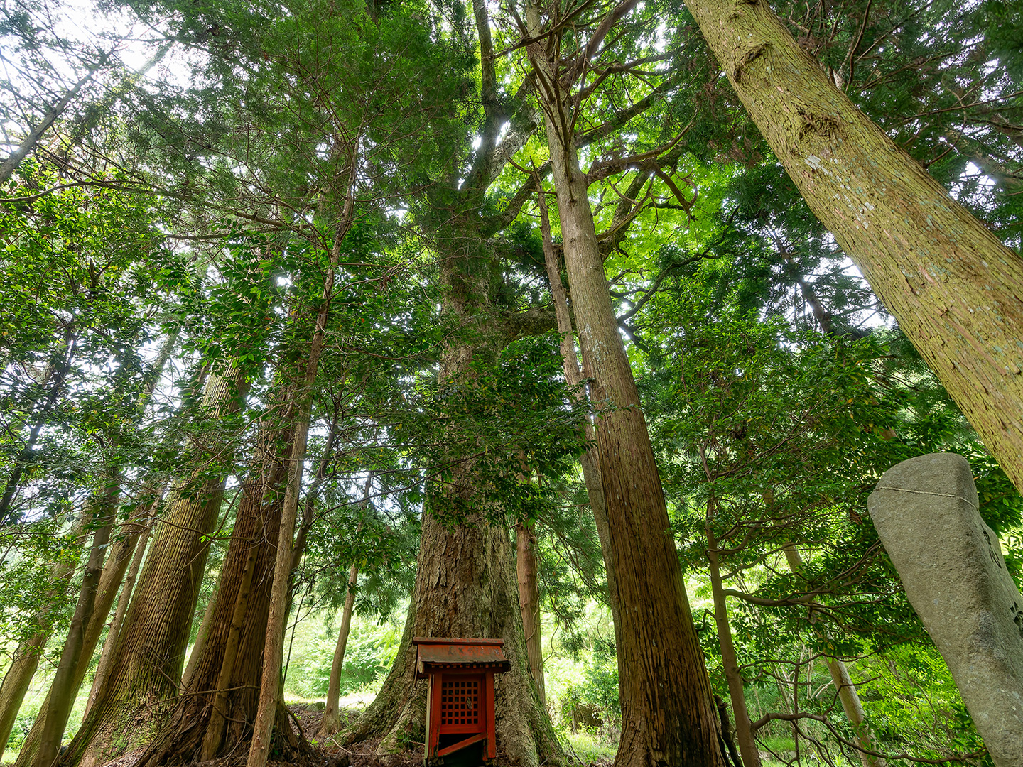 東堂神社のトチ (2024年6月26日撮影)