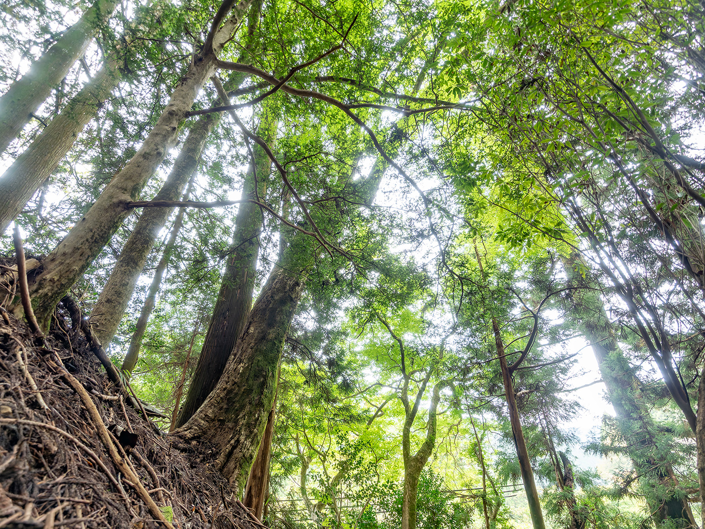 山の神の板屋楓 (2024年11月5日撮影)