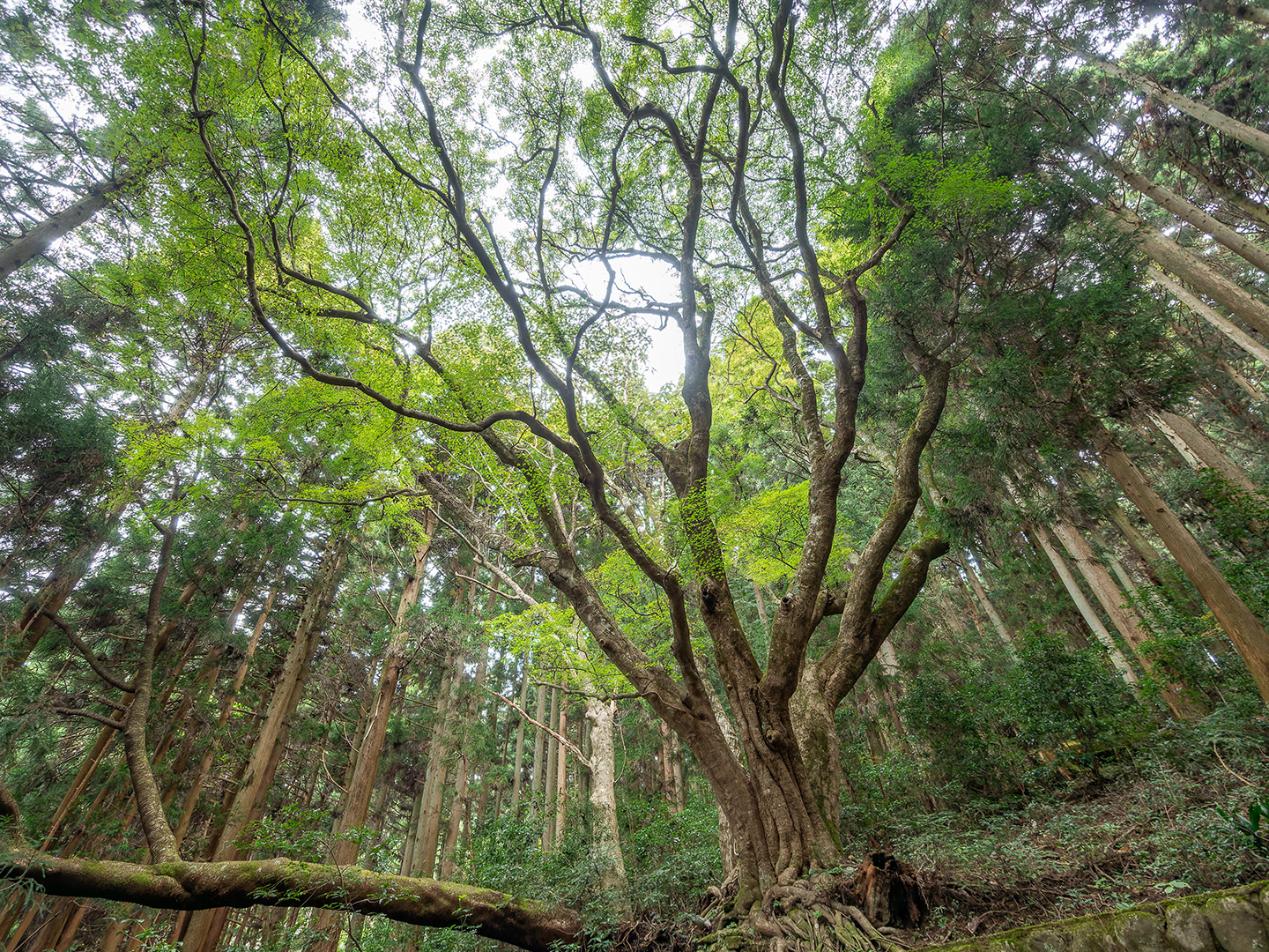 東の伊呂波紅葉 (2024年11月5日撮影)