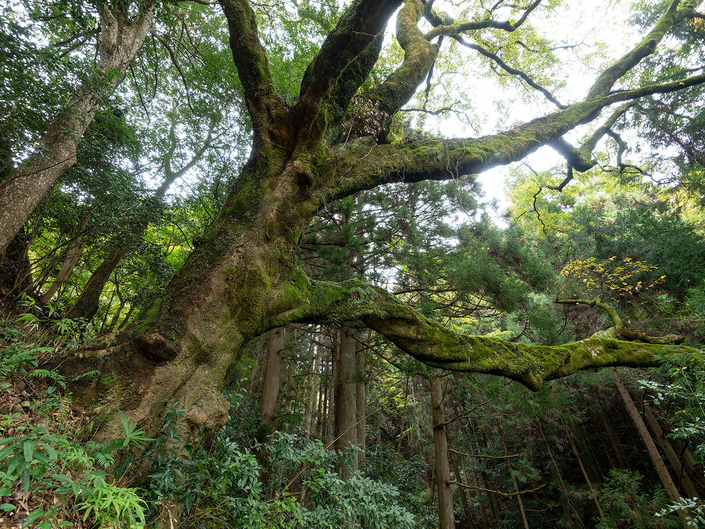 酒屋の榎 (2024年11月13日撮影)