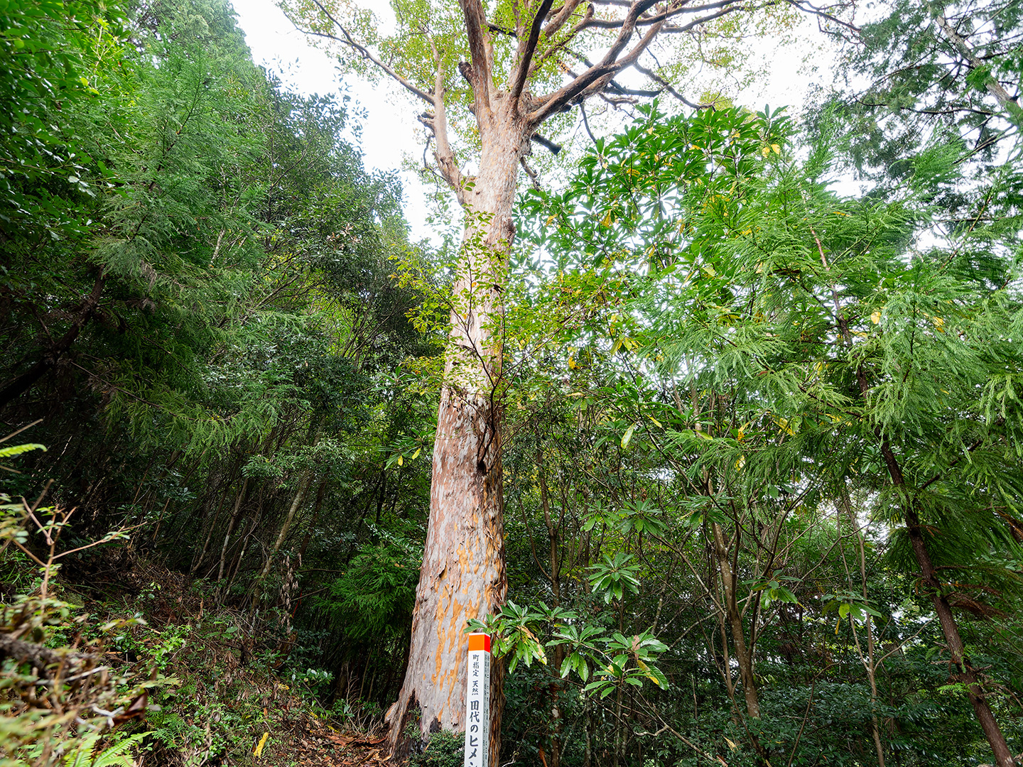 田代のヒメシャラ (2024年10月28日撮影)