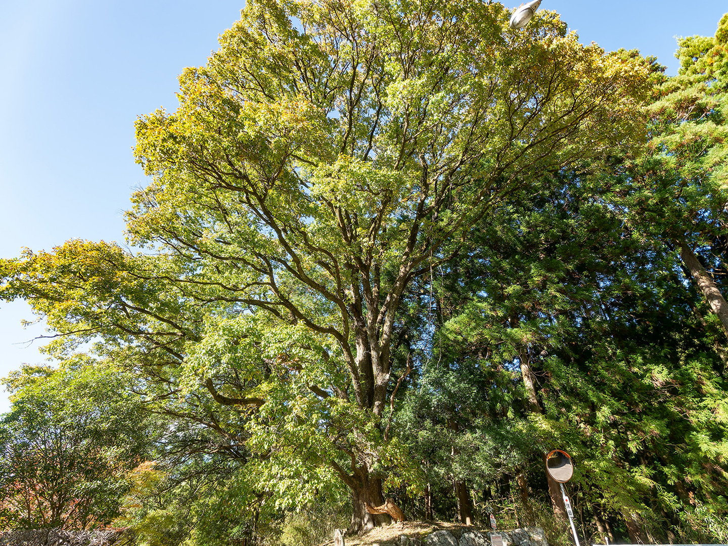 伊藤家の小楢 (2024年11月13日撮影)