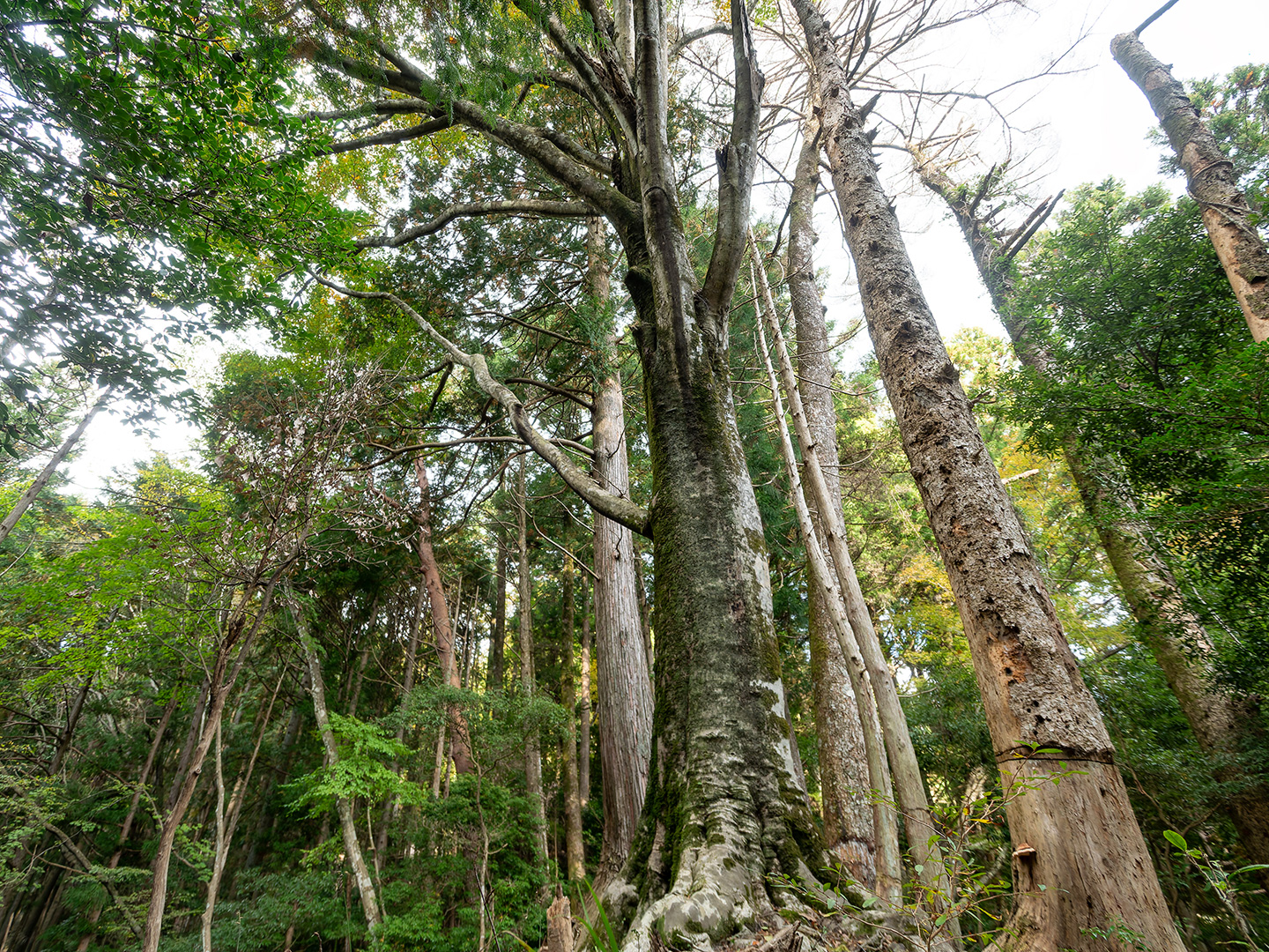 八橋の橅 (2024年11月13日撮影)