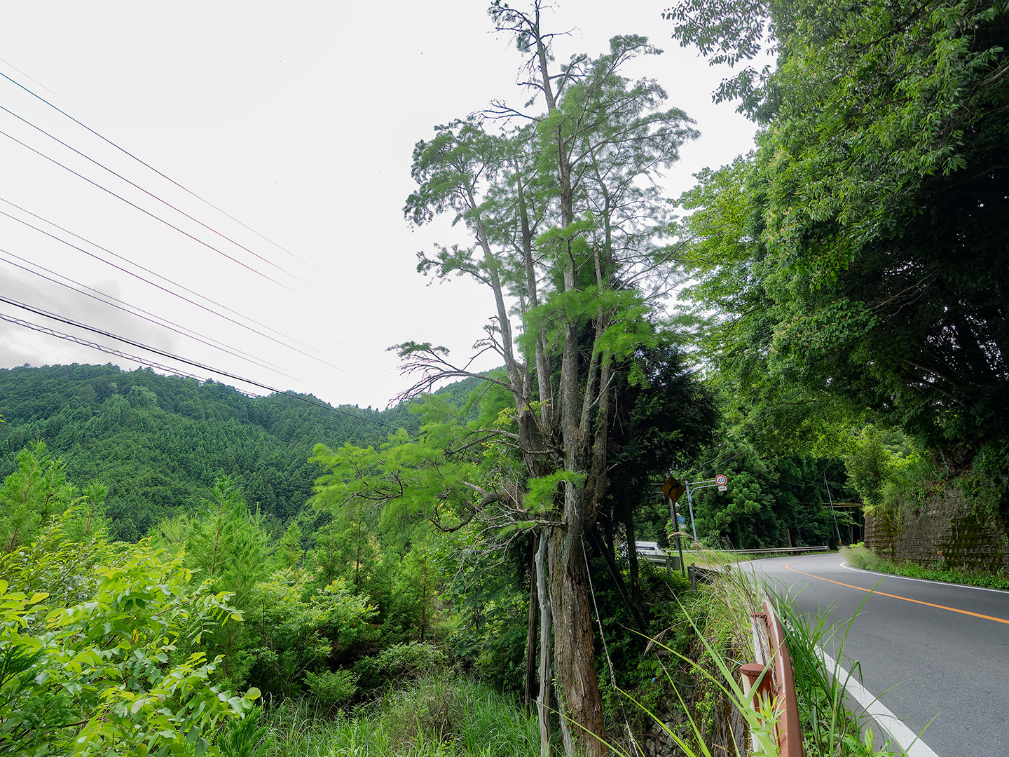 川向のラクウショウモドキ (2024年6月26日撮影)