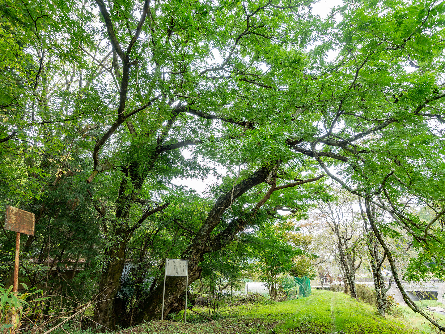 井の下のサイカチ (2024年10月22日撮影)