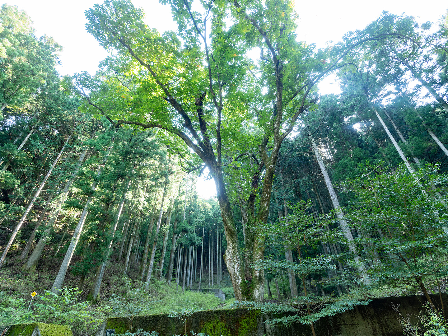 小林大平のトチ (2024年10月1日撮影)
