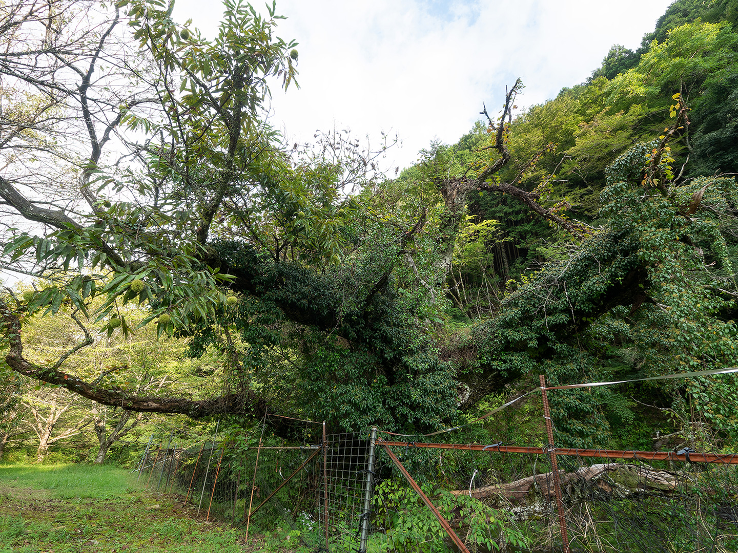 みんざの栗 (2024年9月30日撮影)