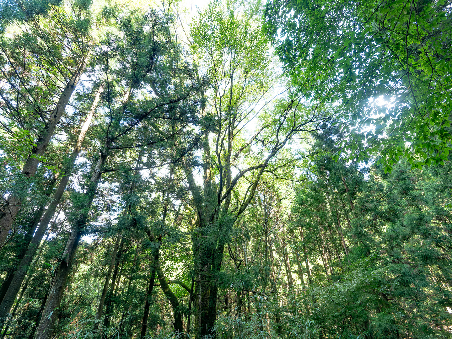 坂宇場のカツラ (2024年10月1日撮影)