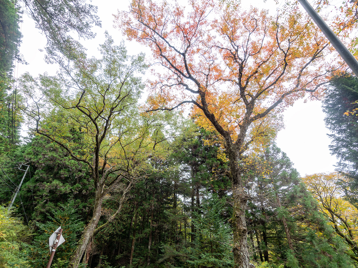 ハナノキの紅葉