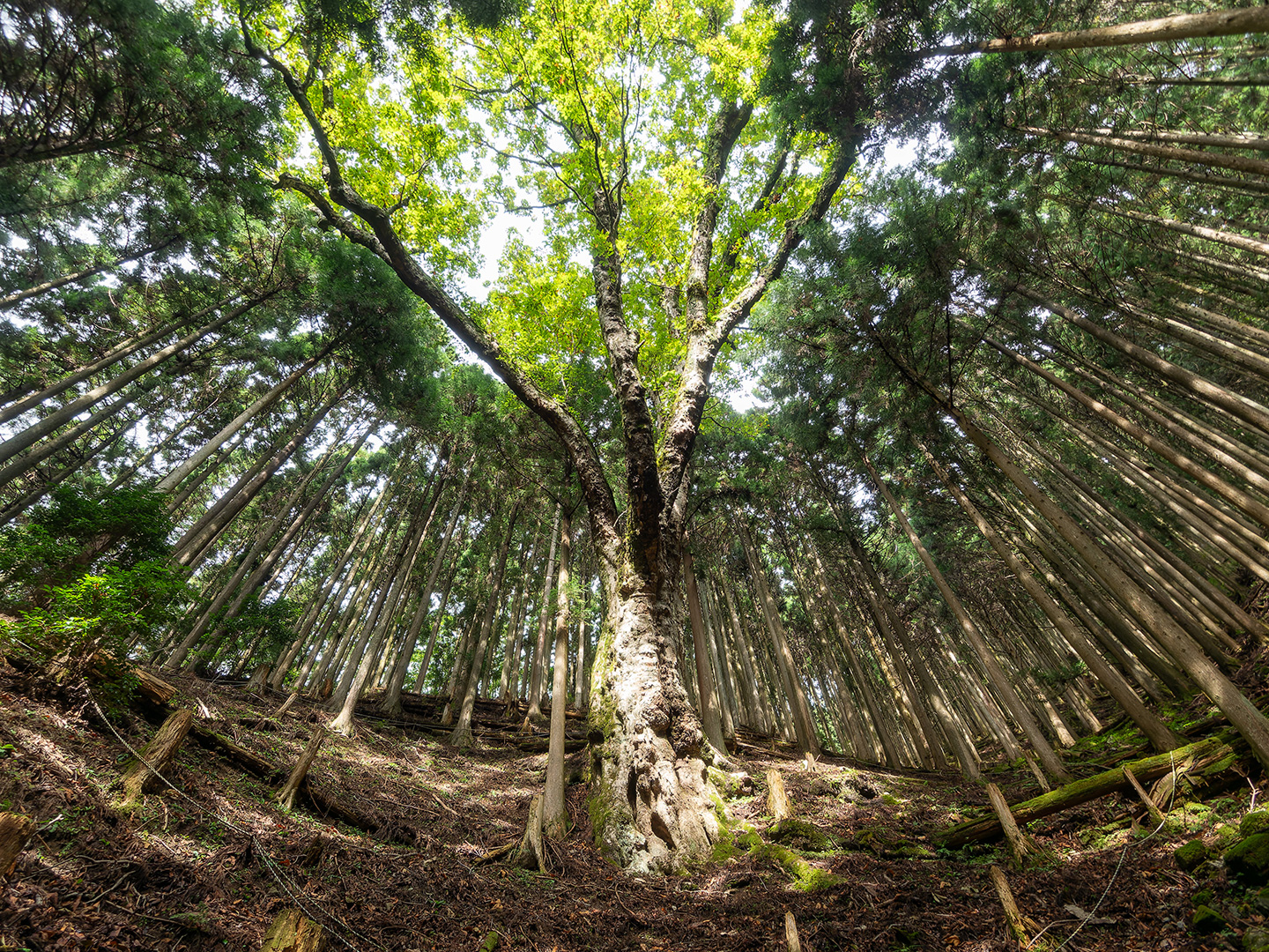 豊根のオオトチ (2024年9月30日撮影)