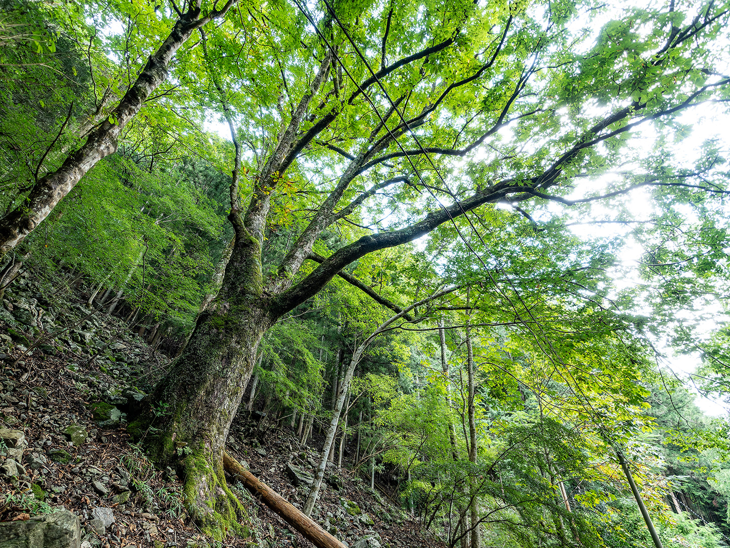 広川原の栃の木 (2024年9月30日撮影)