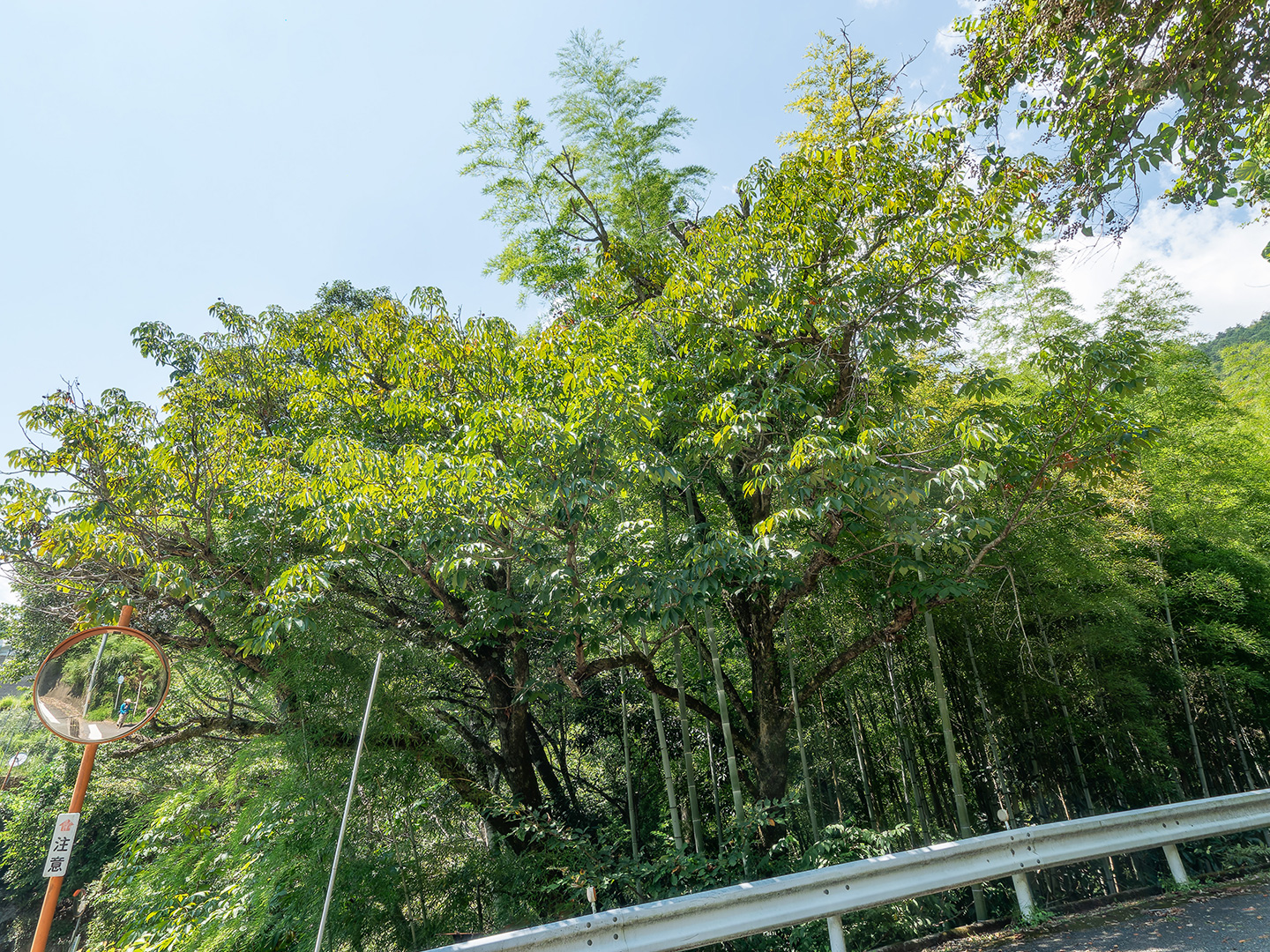 旧富山小中学校前の栃の木 (2024年9月6日撮影)