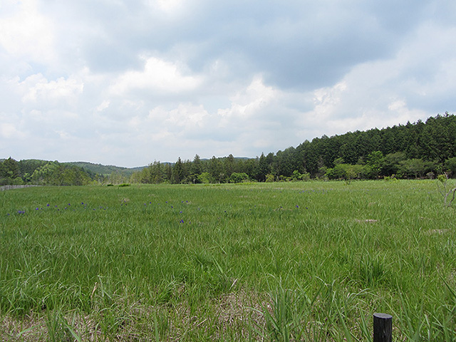 5月の長ノ山湿原