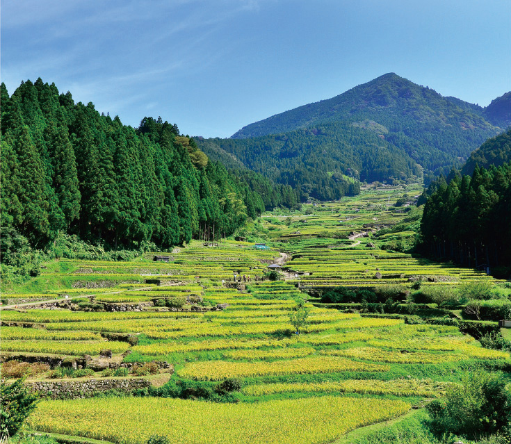 四谷の千枚田の風景写真