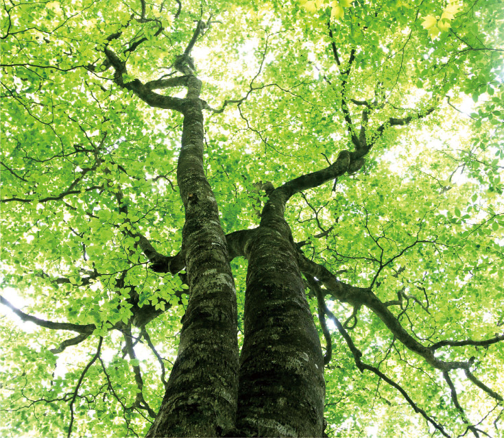 茶臼山高原の風景写真
