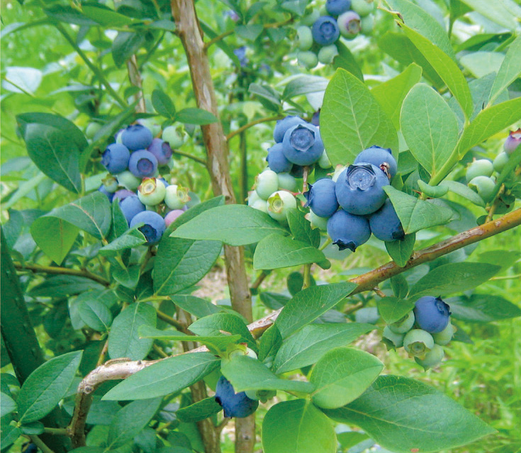 ブルーベリーの写真