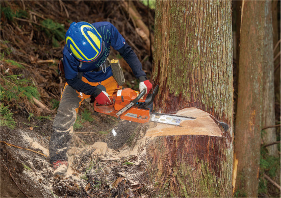 木を伐採している写真