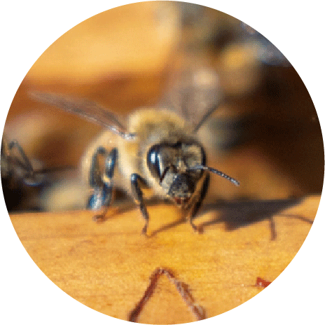 ミツバチの写真