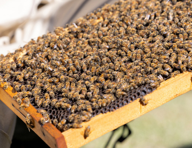 巣箱の中の蜂の写真