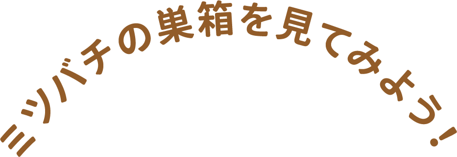 ミツバチの巣箱を見てみよう！