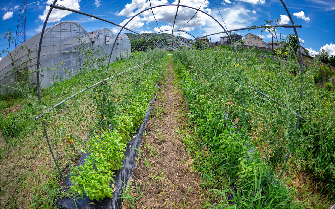 トマト畑の写真
