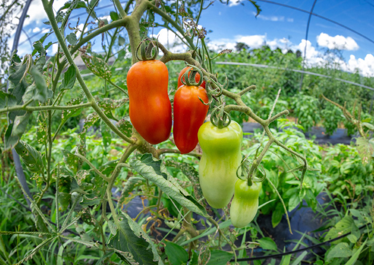 赤と緑のトマトの写真