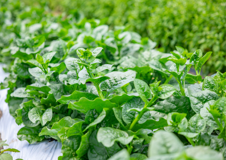 収穫間近のツルムラサキの写真