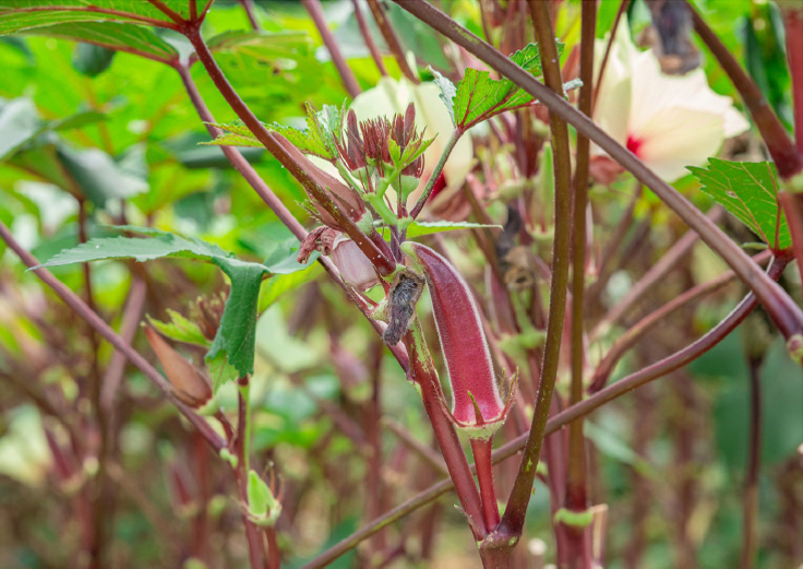赤紫色が特徴の島オクラの写真