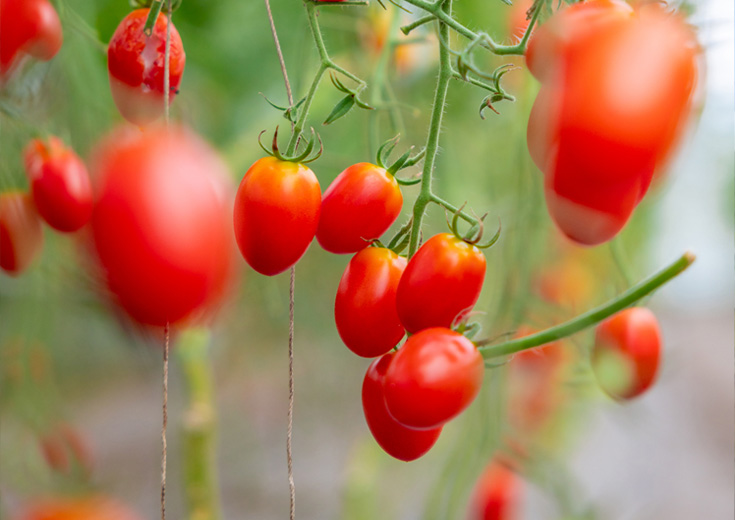 赤く実った収穫間近のトマト
