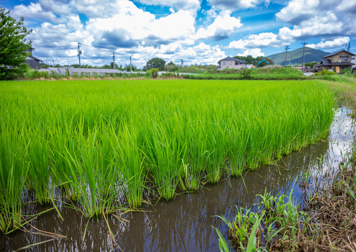 田んぼの写真