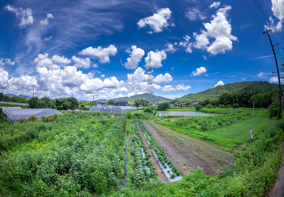 様々な野菜の畑が写った写真