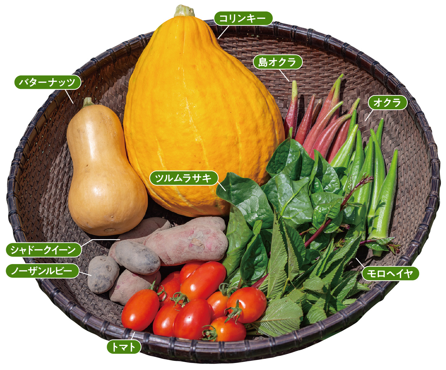 コリンキー、バターナッツ、島オクラ、オクラ、ツルムラサキ、シャドークイーン、ノーザンルビー、トマト、モロヘイヤを籠に乗せた写真