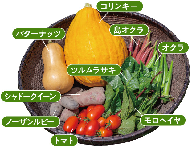 コリンキー、バターナッツ、島オクラ、オクラ、ツルムラサキ、シャドークイーン、ノーザンルビー、トマト、モロヘイヤを籠に乗せた写真