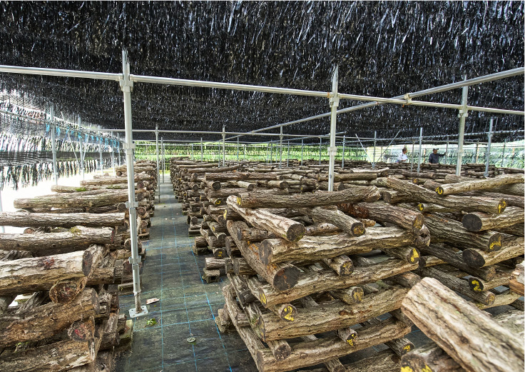 組まれた栽培用の木