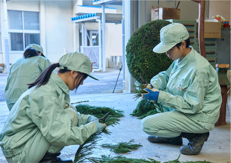 杉の木をカットする生徒たち