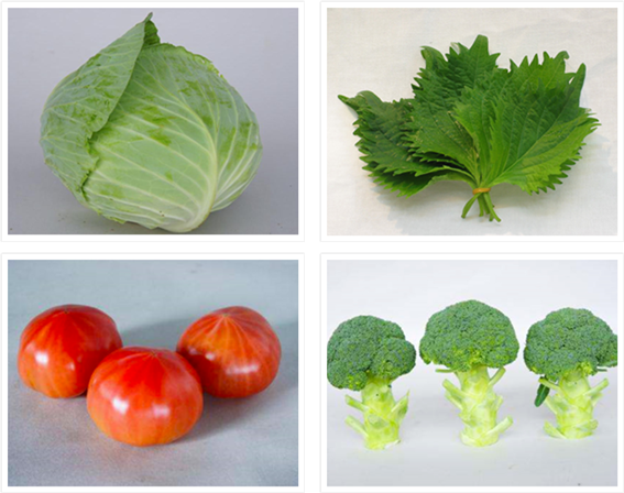 愛知県で生産が盛んな野菜～キャベツ、大葉、トマト、ブロッコリー～