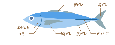 部位と名称